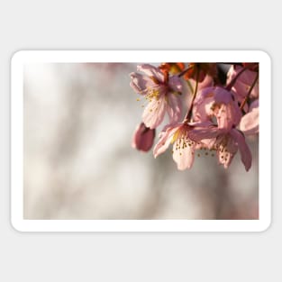 Cherry Blossom Sticker